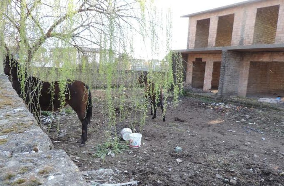 Cavalli e cani mantenuti all'interno di una discarica: denuncia per il proprietario