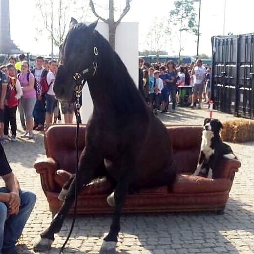Expo e il cavallo stanco seduto sul divano