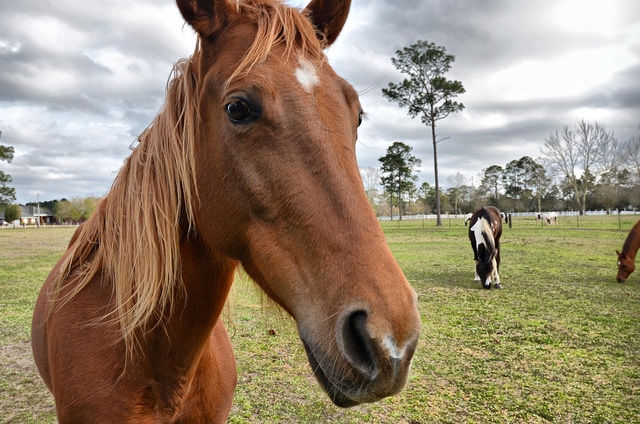 Le espressioni del cavallo: molto simili a quelle degli uomini