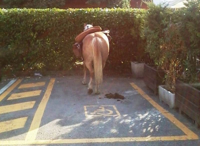 Cavallo "parcheggiato" nel posto per i disabili