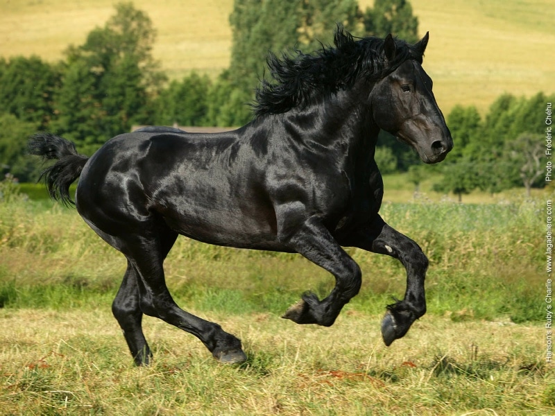 Il Percheron