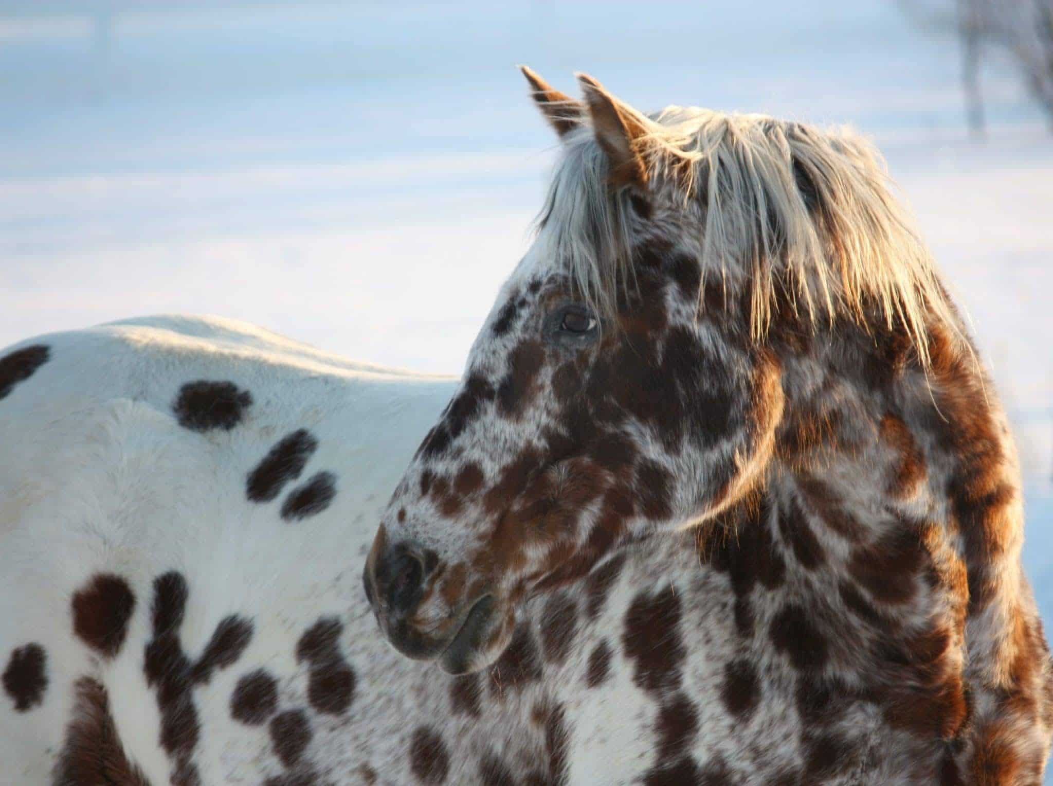 L'Appaloosa