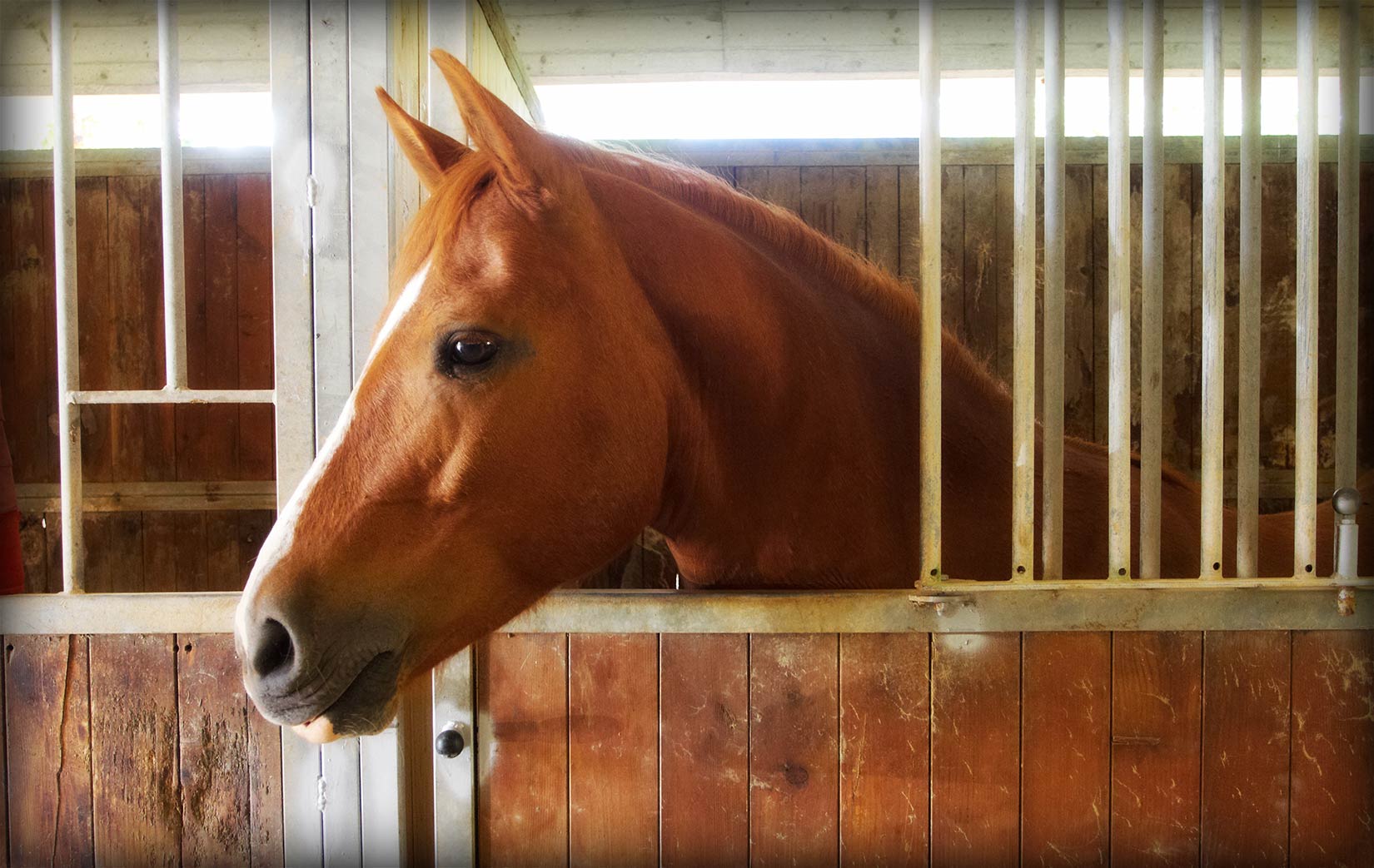 L'allevamento in box e i problemi comportamentali del cavallo