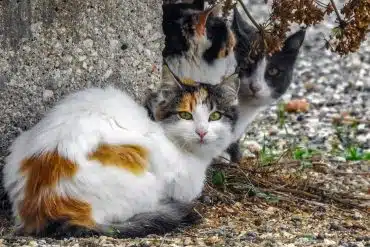 gatti randagi